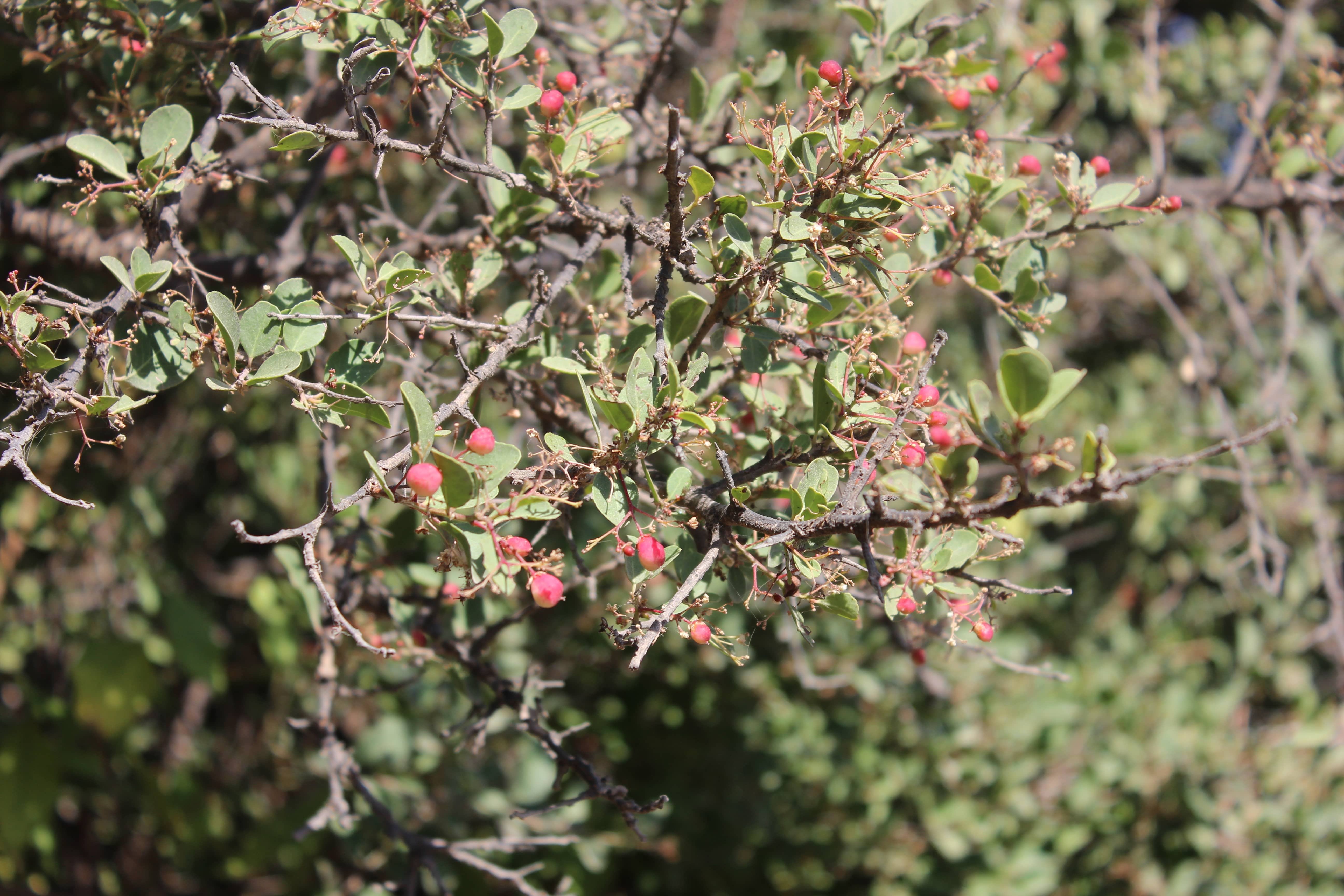 Gymnosporia dhofarensis (Sebsebe) Jordaan
